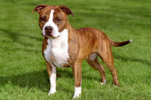 Staffordshire terrier